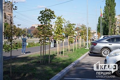 Майже 5,5 мільйона гривень на саджанці дерев і кущів витратить КП «Сансервіс» у Кривому Розі