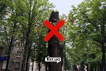 Спил аварийных деревьев в школах Кривого Рога: кто и на какую сумму получает подряды