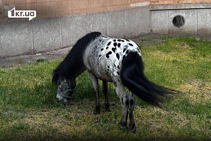 В Кривом Роге проходит цирковое шоу с животными: горожанину отказали в съемке условий их содержания