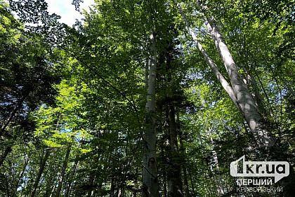 На Криворожье самозалесенные земли признали территорией лесного фонда