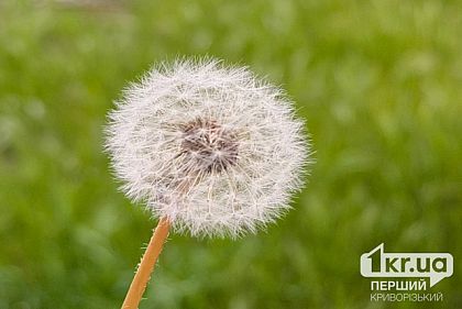 Метеорологічне літо у Дніпропетровську область цьогоріч прийшло найпізніше