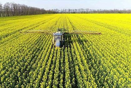 Ріпак вивезли за кордон, гроші не повернули: на Криворіжжі фермери втратили 11 млн грн