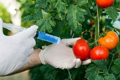 В Україні перепишуть правила для продуктів із ГМО: що зміниться з осені 2026 року