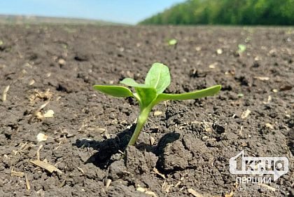 Дніпропетровська область серед регіонів з найнижчими цінами на землю – чому