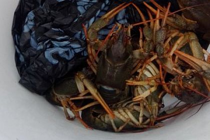 У Дніпропетровській області фіксують незаконну торгівлю раками