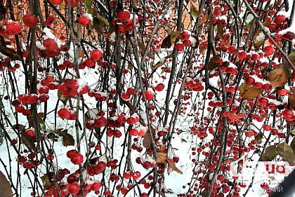 Буде морозно: погода у Кривому Розі на тиждень в середині січня