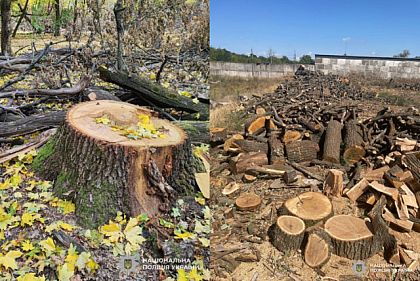 Жителей Днепропетровской области будут судить за незаконную вырубку леса