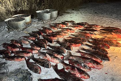 Браконьер на Криворожье выловил более 680 килограммов толстолоба запрещенной сеткой