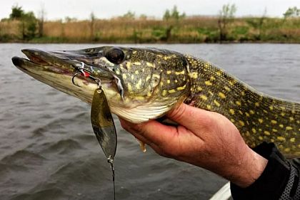 На Криворожье временно запретят ловить щуку: когда именно