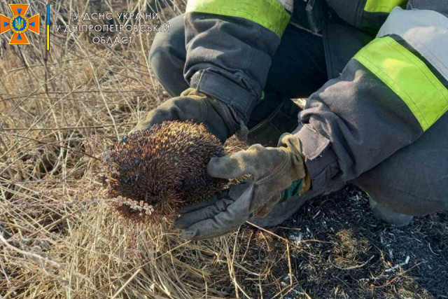 У Дніпропетровській області за минулі 4 дні вогнем знищено 472 гектари сухостою