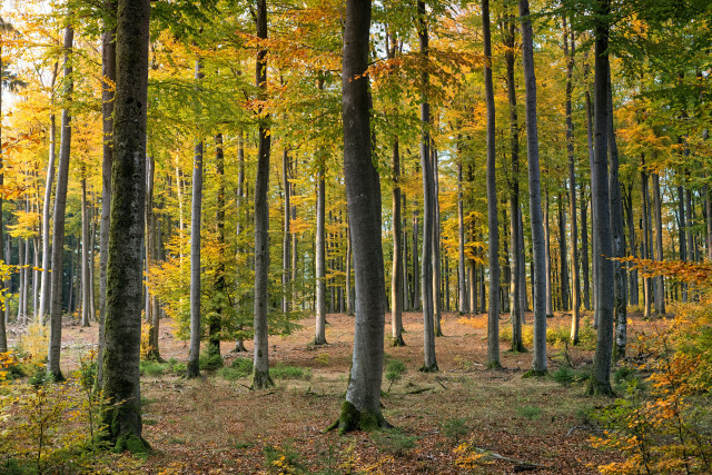 На період воєнного стану заборонено відвідувати ліси на території Дніпропетровщини