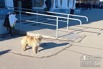 Правила евакуації з домашніми тваринами