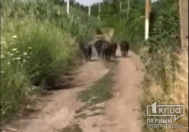 Дикие кабаны, косули и павлины: животные прячутся от войны в Криворожском районе