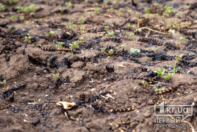 Пожары на полях Криворожского района повлияют на плодородие почвы
