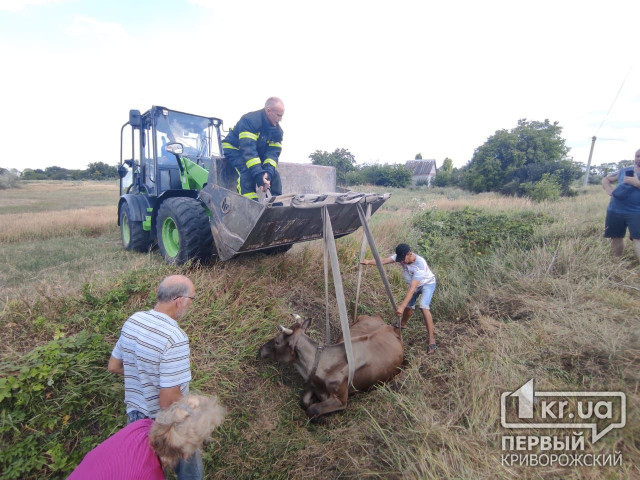 В Криворожском районе спасатели достали корову, которая упала в канаву