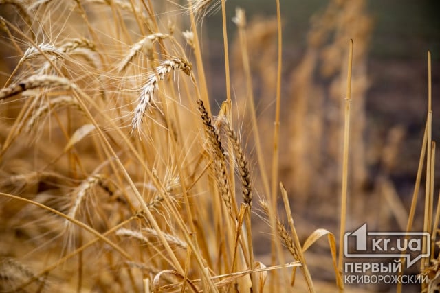 Врожай під час війни: як аграрії рятують пшеницю і які перспективи посівної 2023