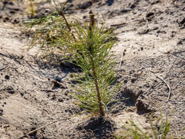 Осенью на Днепропетровщине высадили почти 1,4 миллиона деревьев