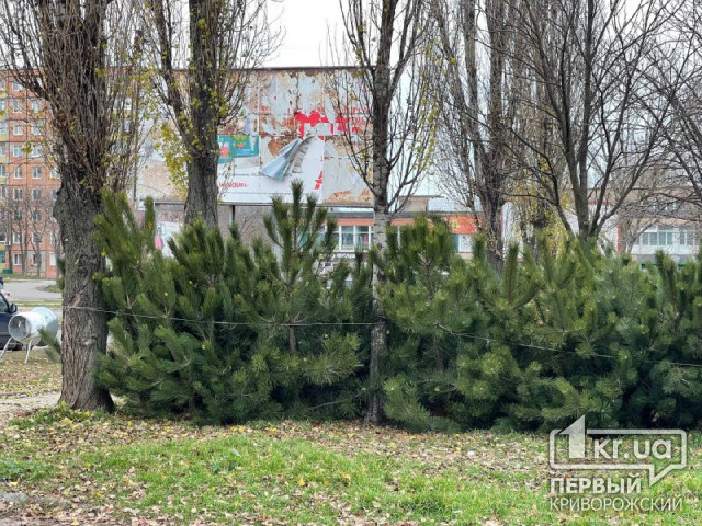 Незаконная вырубка елок: какой размер штрафа грозит украинцам