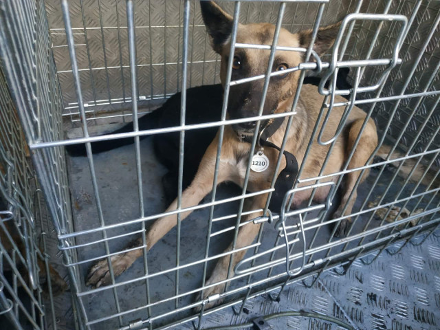 18 собак забрали комунальники з вулиць Кривого Рогу