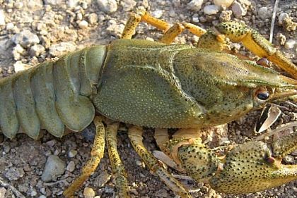 На Днепропетровщине запретили ловить раков: какие штрафы за нарушение