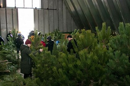 Лесхозы Днепропетровщины уже завозят елки на продажу