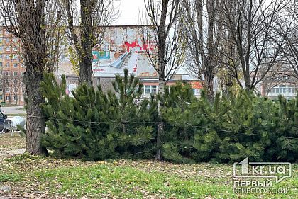 Как проверить легальность вашей елки: советы криворожанам