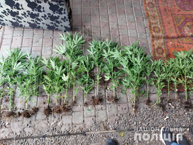В Кривом Роге полиция обнаружила насаждение конопли на территории садового общества