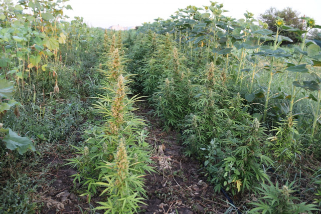 Троє криворіжців причетні до вирощування нарковмісних рослин в Херсонській області — поліція