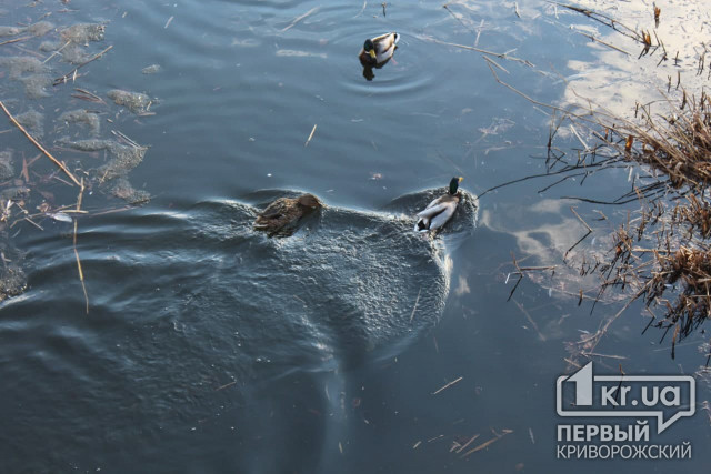 Погода в Кривом Роге 24 февраля