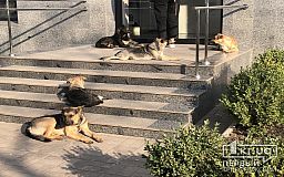 Криворожане просят открыть в Кривом Роге приют для бездомных собак