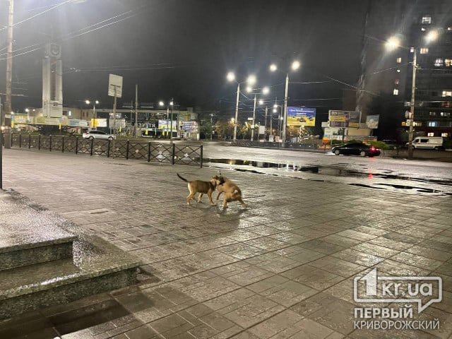 В Кривом Роге отловили семь бездомных собак