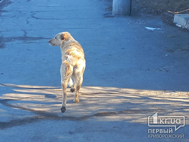 В Кривом Роге отловили 12 бездомных собак