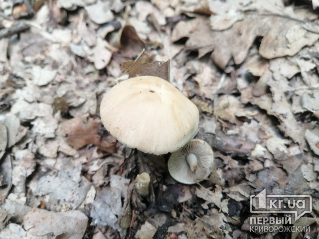На Дніпропетровщині почастішали випадки отруєння дикорослими грибами