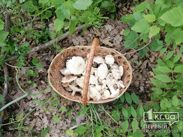 За тиждень троє дітей отруїлись грибами у Криворізькому районі