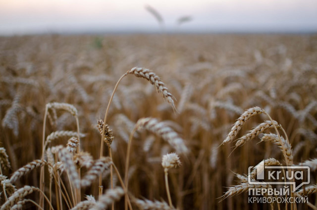Аграрії Криворіжжя збирають врожай пшениці та ячменю