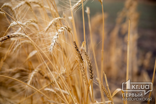 Аграрии прогнозируют, что из-за оккупации и засухи Украина соберет не более 60 миллионов тонн зерна