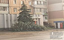 В Кривом Роге во время непогоды упала елка