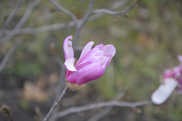 Криворізький ботанічний сад запрошує відвідувачів на цвітіння сакур