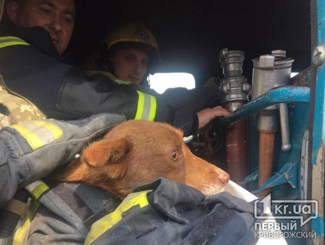 Криворізькі рятувальники визволили собаку з колодязя