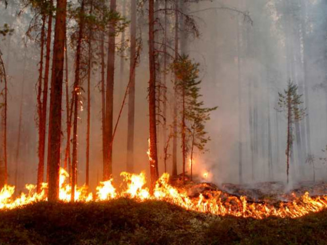 В Днепропетровской области установлен самый высокий класс пожарной опасности