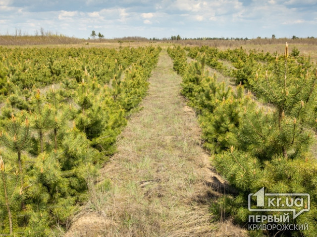 Із початку року у Дніпропетровській області висадили маже 170 гектарів лісів