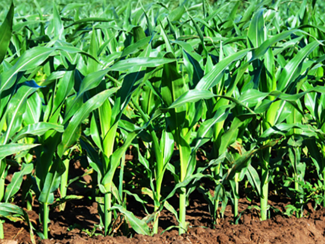 Аграріям Дніпропетровщини передали 759 мішків насіння кукурудзи