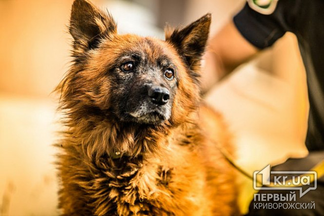 Помер пес Крим, господарі якого загинули під час ракетного удару по Дніпру