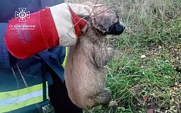 Криворожские чрезвычайники спасли щенка