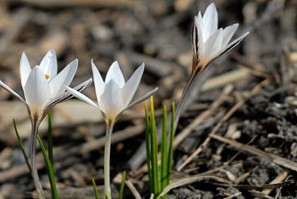 Коллекция растений Криворожского ботанического сада стала национальным достоянием Украины