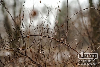 Погода в Кривом Роге 29 ноября