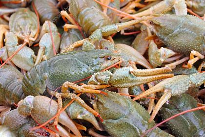 С 1 декабря на Днепропетровщине стартует запрет на отлов раков