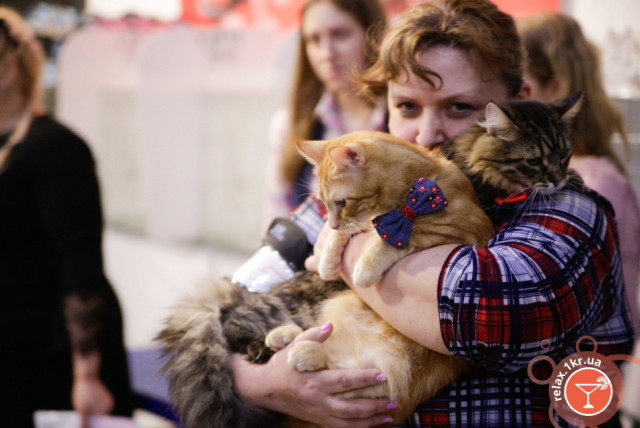 Международная выставка кошек состоялась на выходных в Кривом Роге