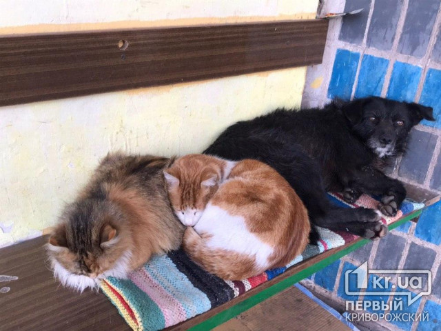 На выходных криворожские пожарные спасли бездомных кота и собаку
