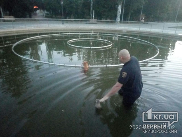 В Кривом Роге пожарные спасли собаку, которая упала в фонтан